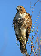 Red-tailed Hawk