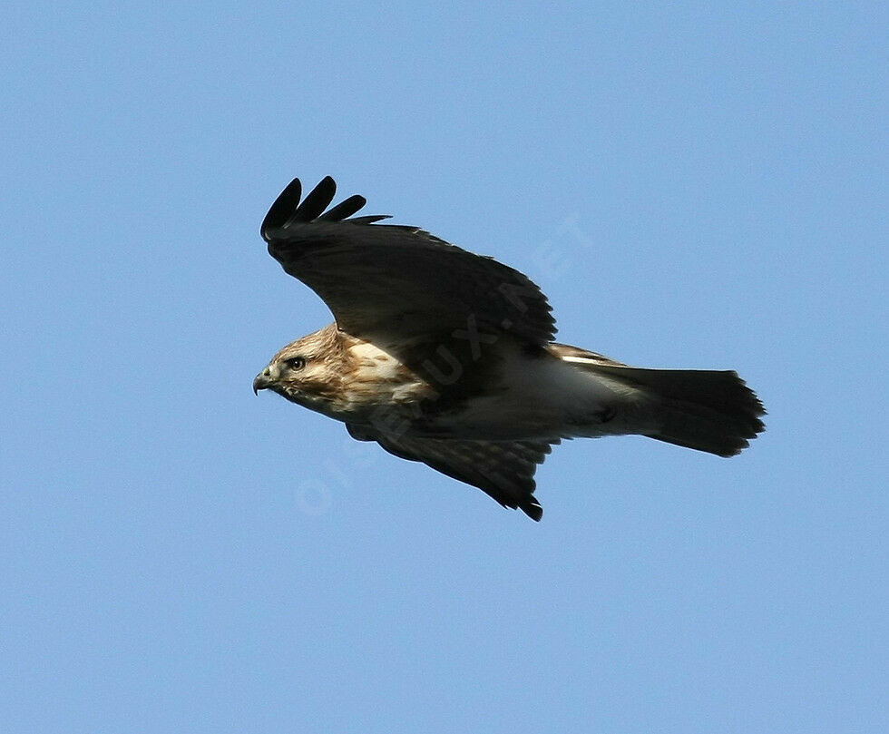 Eastern Buzzard