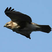 Eastern Buzzard