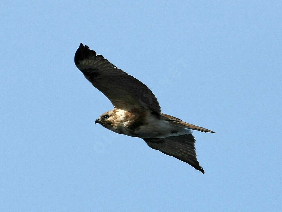 Eastern Buzzard