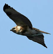 Eastern Buzzard