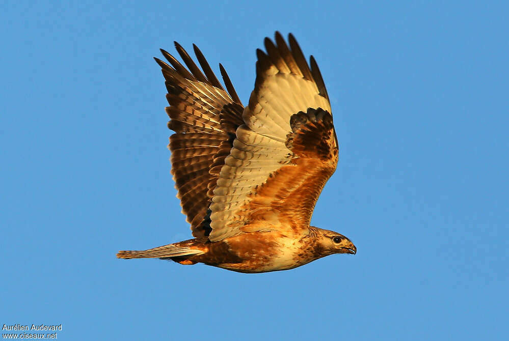 Upland Buzzardadult breeding, Flight