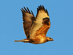 Upland Buzzard