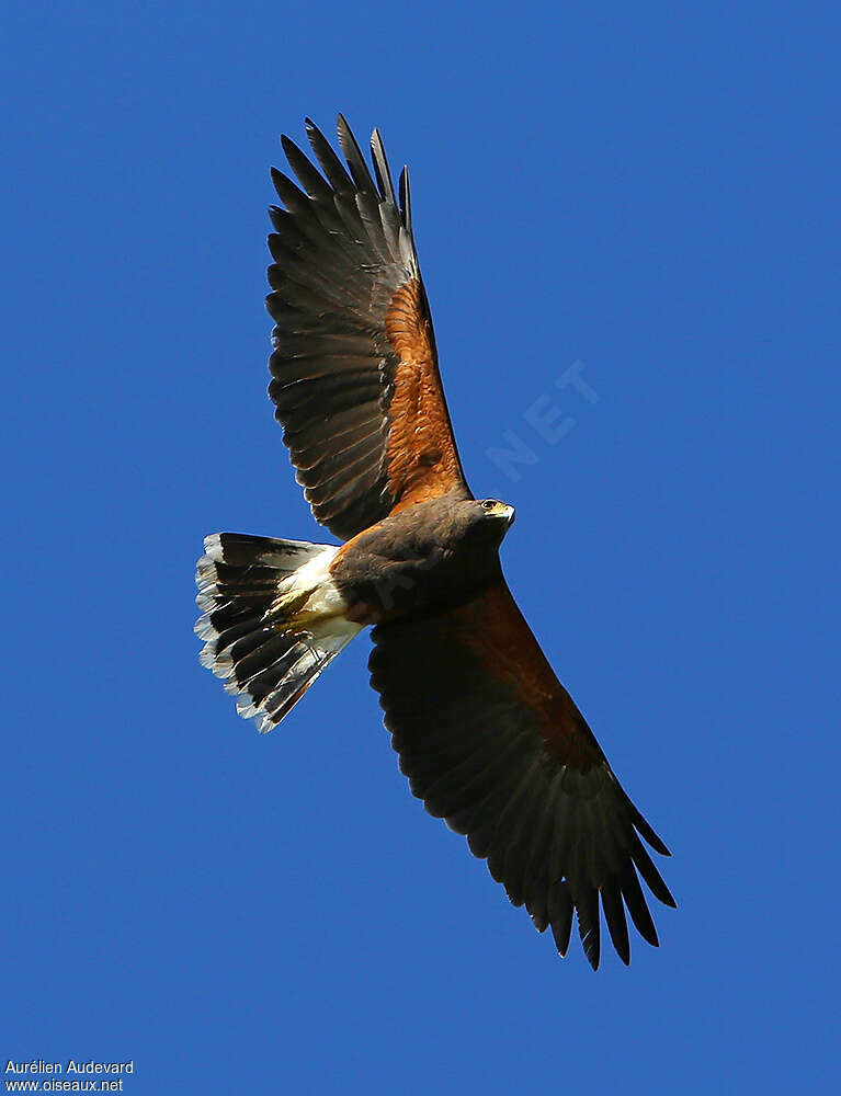 Harris's Hawkadult, Flight