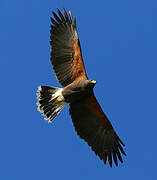 Harris's Hawk