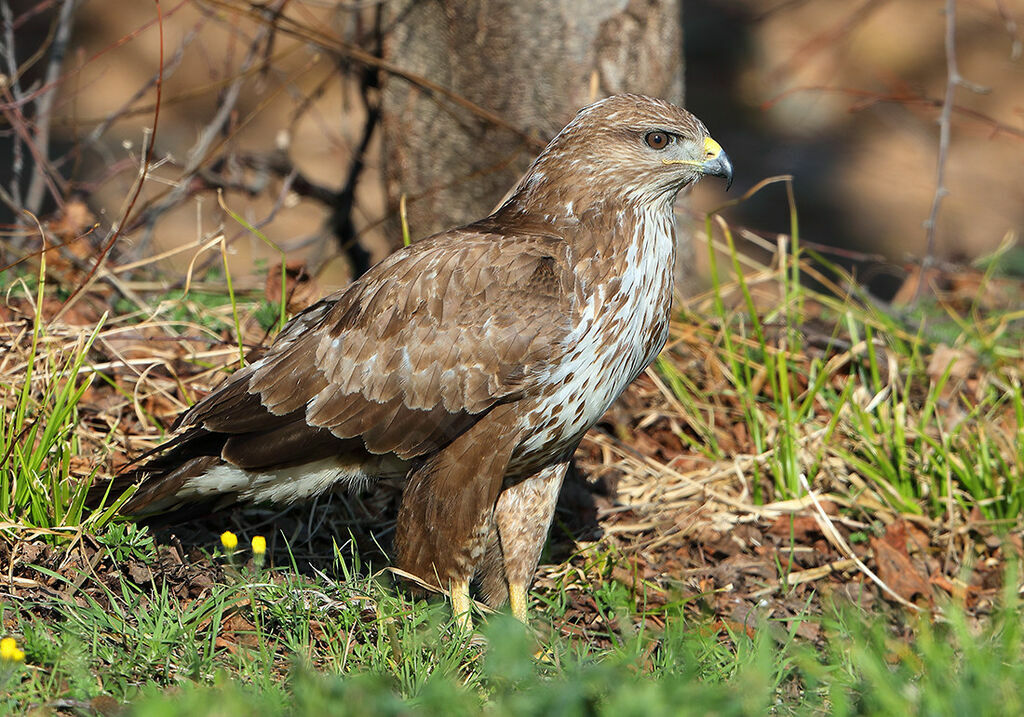 Common Buzzard, identification