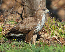 Common Buzzard