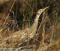 American Bittern