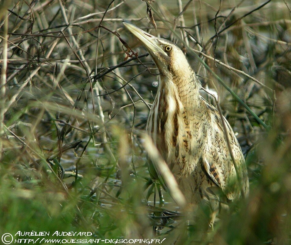 Butor étoilé, identification