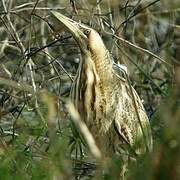 Eurasian Bittern