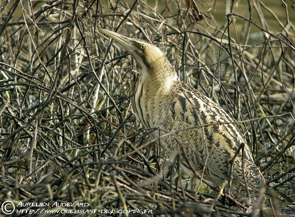 Eurasian Bittern, identification