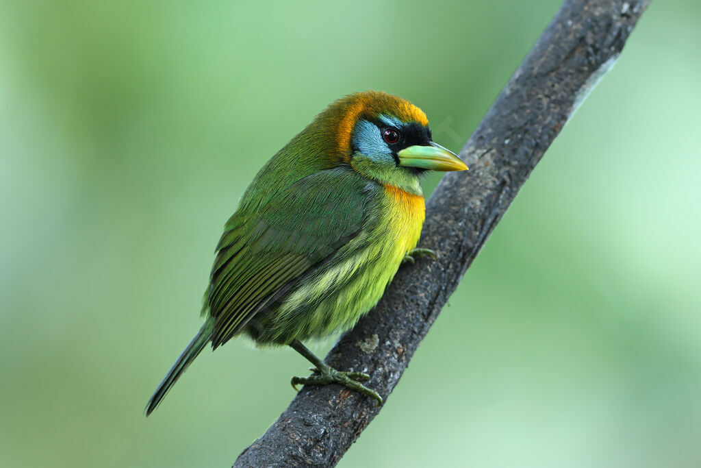 Red-headed Barbet