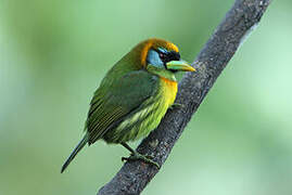 Red-headed Barbet