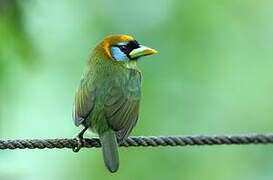 Red-headed Barbet