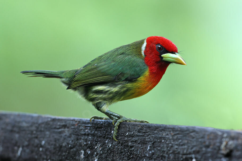 Cabézon à tête rouge mâle adulte, identification