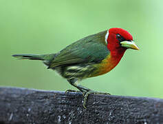 Red-headed Barbet