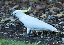 Sulphur-crested Cockatoo