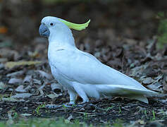 Sulphur-crested Cockatoo