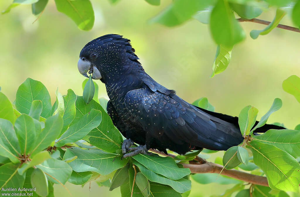 Red-tailed Black Cockatoo female adult, feeding habits, eats