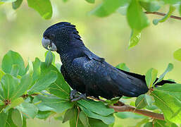 Red-tailed Black Cockatoo