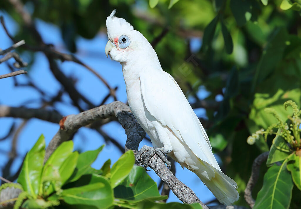 Cacatoès corella, identification