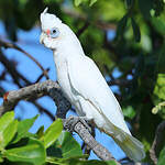 Cacatoès corella