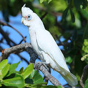 Little Corella