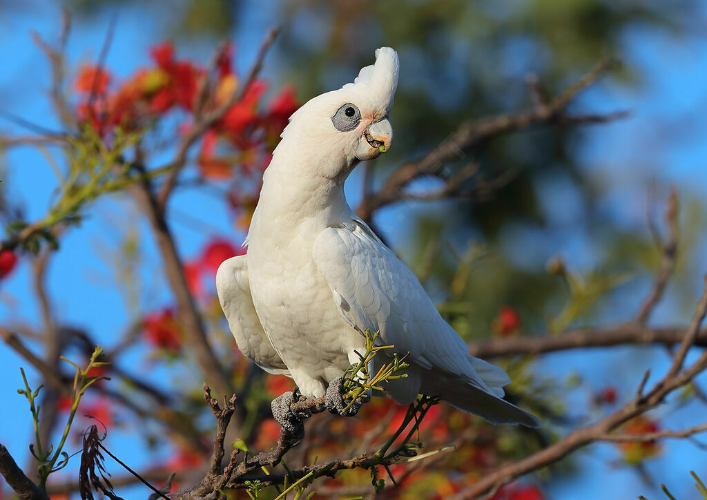 Little Corella, identification, feeding habits