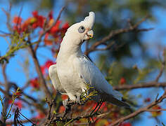 Little Corella