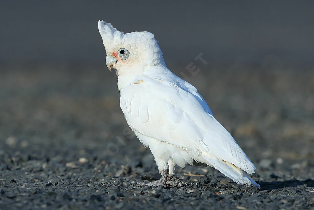 Little Corella, identification