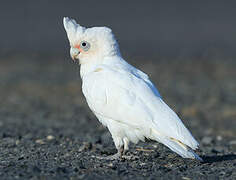 Little Corella