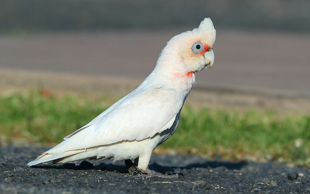 Little Corellaadult, identification