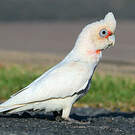 Cacatoès corella