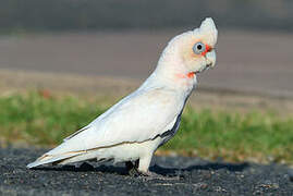 Little Corella