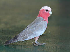 Galah