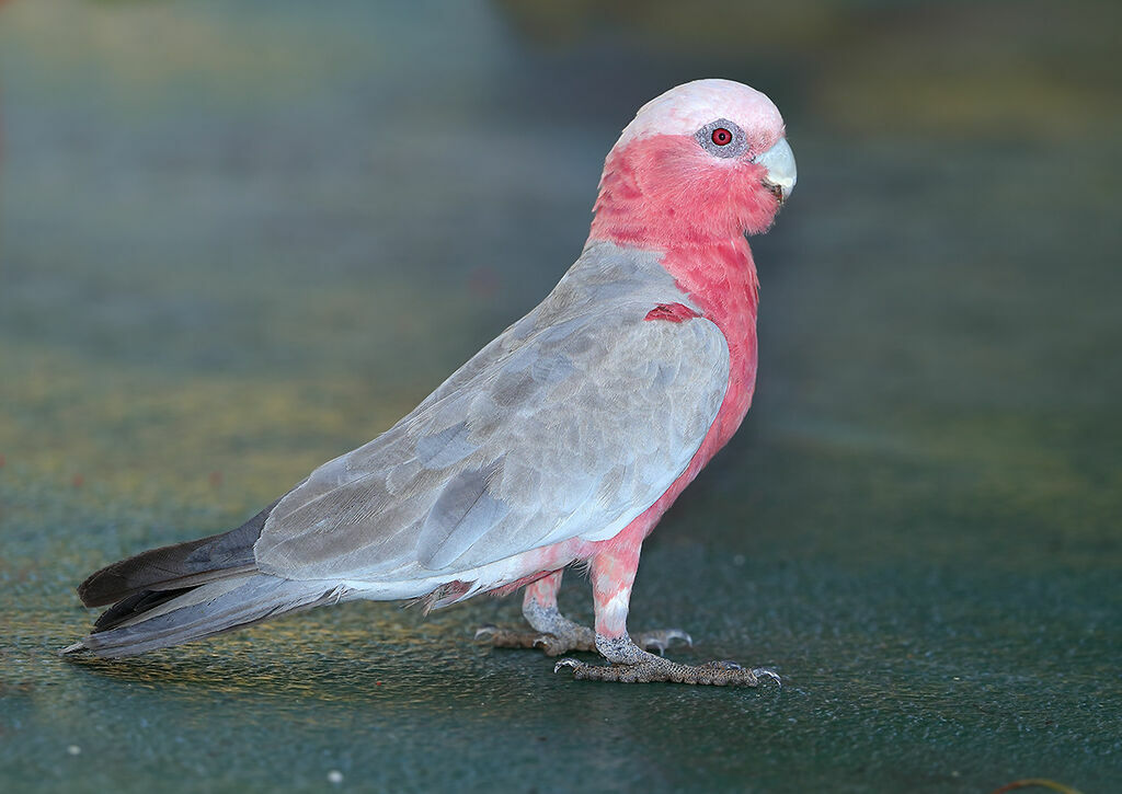 Galah female adult, identification