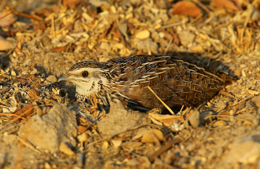 Common Quail