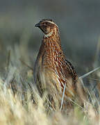 Common Quail