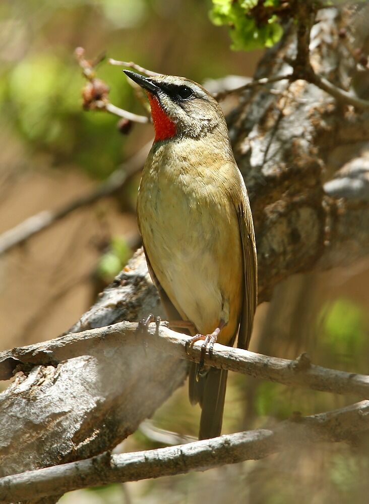 Siberian Rubythroat (beicki) male adult breeding, identification