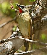 Siberian Rubythroat (beicki)