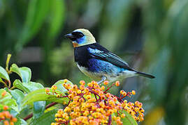 Golden-hooded Tanager