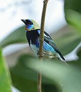 Golden-hooded Tanager