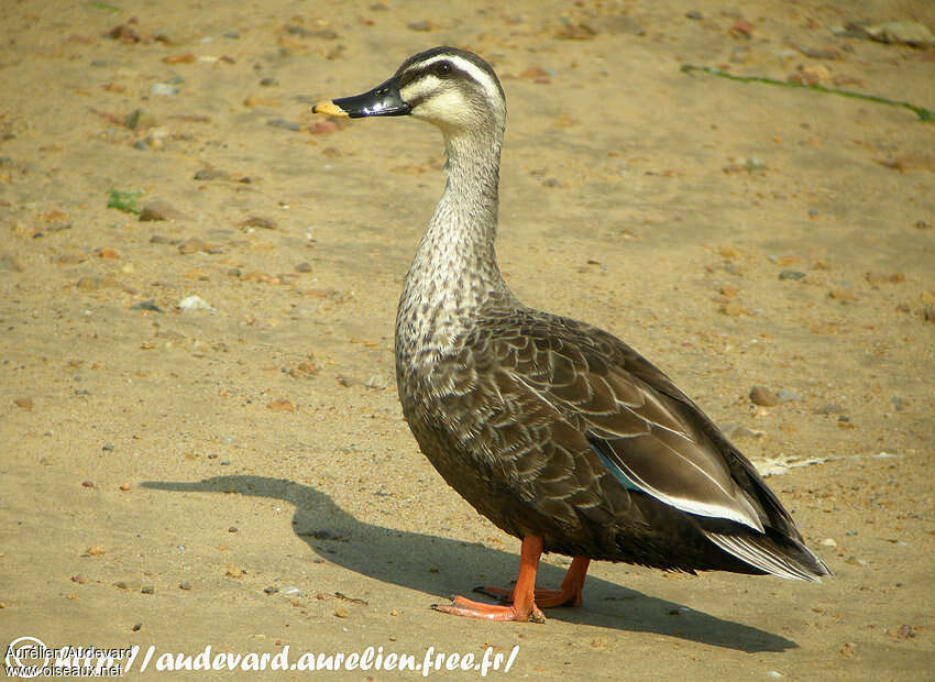 Canard à bec tacheté femelle adulte, identification