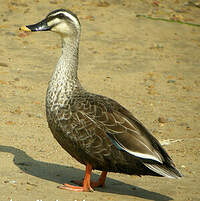 Canard à bec tacheté