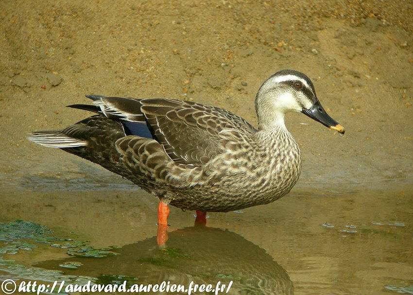 Canard à bec tacheté