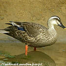 Canard à bec tacheté