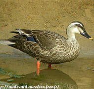 Canard à bec tacheté