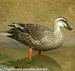 Canard à bec tacheté