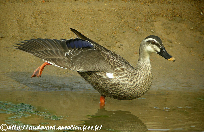 Indian Spot-billed Duckadult breeding