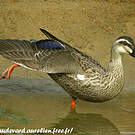 Canard à bec tacheté